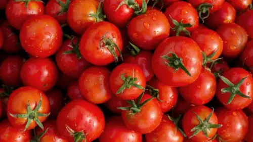 Frische Tomaten