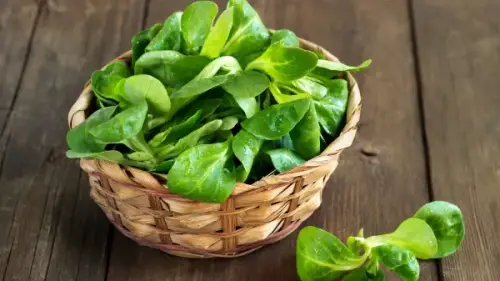 Feldsalat