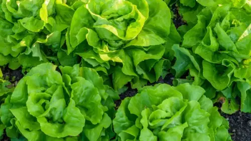 Kopfsalat