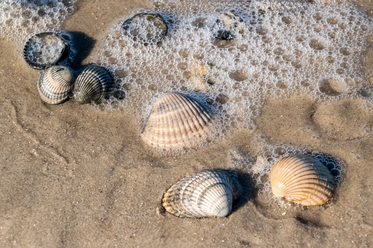 Verbotene Urlaubssouvenirs die Richtig teuer werden können