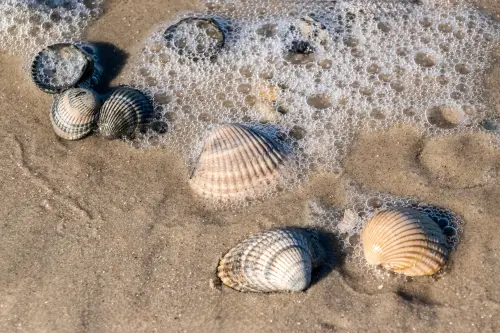 Verbotene Urlaubssouvenirs die Richtig teuer werden können